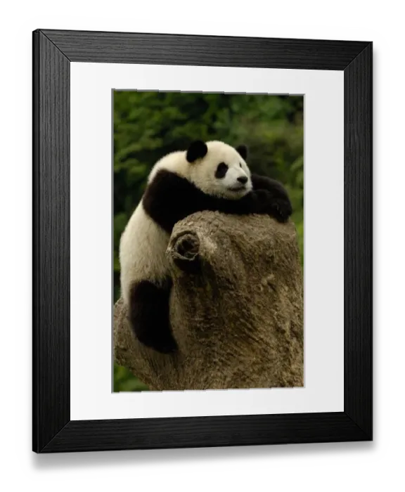 Framed Print : Giant panda baby Framed Print : Giant panda baby