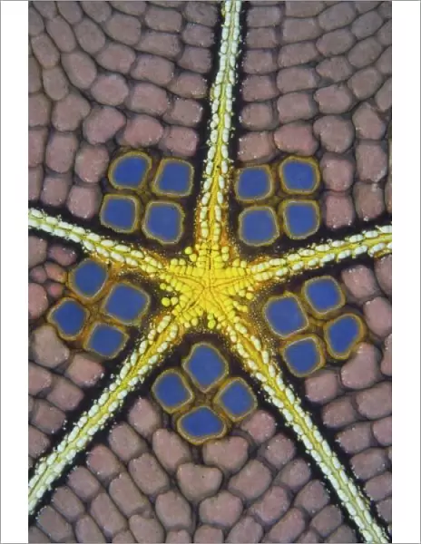 Indian Ocean, Indonesia, Sulawesi Island, Lembeh Straits. Detail of a pentagon sea star