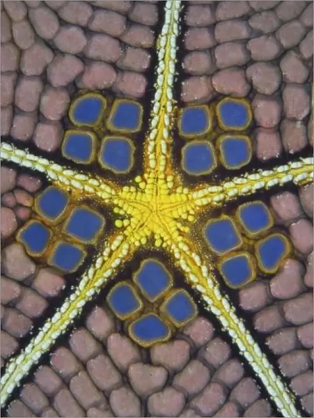 Indian Ocean, Indonesia, Sulawesi Island, Lembeh Straits. Detail of a pentagon sea star