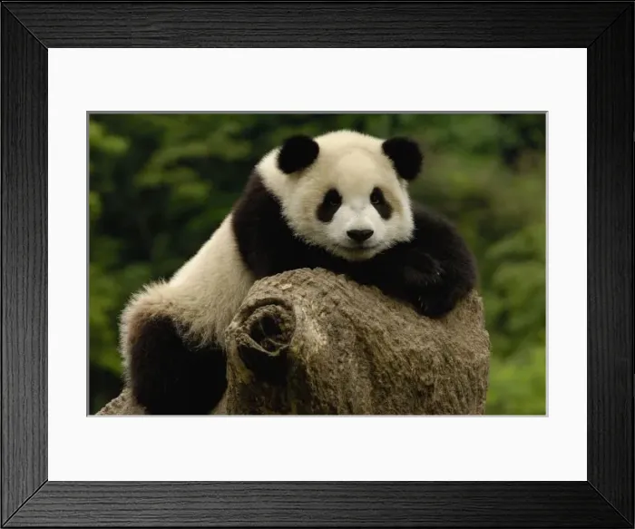Framed Print : Giant panda baby Framed Print : Giant panda baby