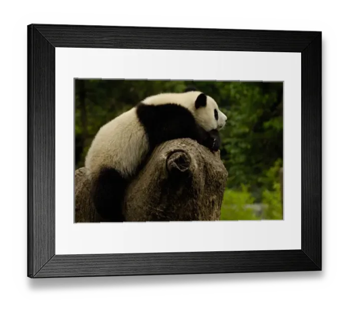 Framed Print : Giant panda baby Framed Print : Giant panda baby