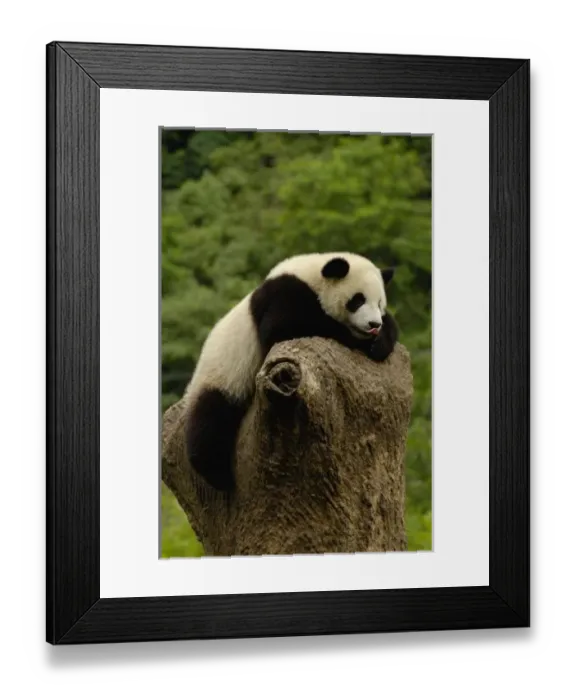 Framed Print : Asia, China