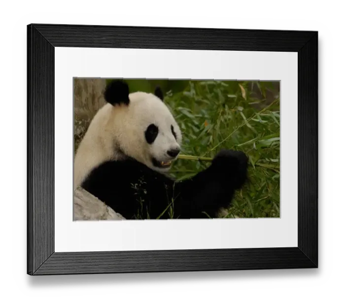 Framed Print : Giant panda baby