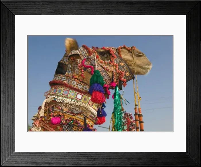 Framed Print : INDIA, Rajasthan, Pushkar: PUSHKAR CAMEL FAIR, 1st Place Winning Camel at the Camel FAIR Framed Print : INDIA, Rajasthan, Pushkar: PUSHKAR CAMEL FAIR, 1st Place Winning Camel at the Camel FAIR