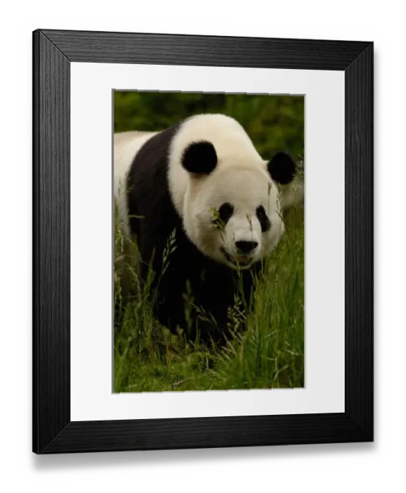 Framed Print : Giant panda (Ailuropoda melanoleuca) Family: Ailuropodidae. Wolong China Conservation Framed Print : Giant panda (Ailuropoda melanoleuca) Family: Ailuropodidae. Wolong China Conservation