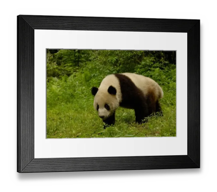 Framed Print : Giant panda (Ailuropoda Framed Print : Giant panda (Ailuropoda