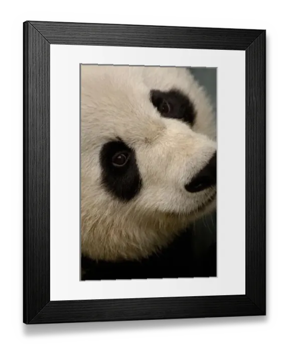 Framed Print : Giant panda (Ailuropoda melanoleuca) Family: Ailuropodidae