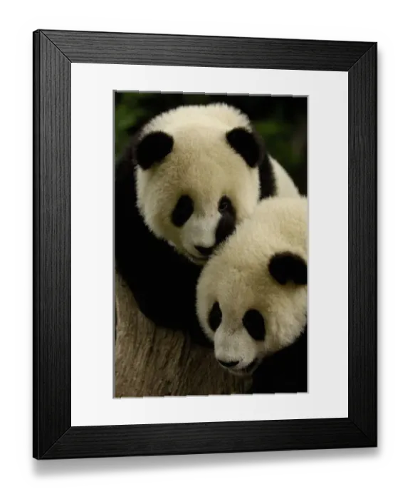 Framed Print : Giant panda (Ailuropoda Framed Print : Giant panda (Ailuropoda