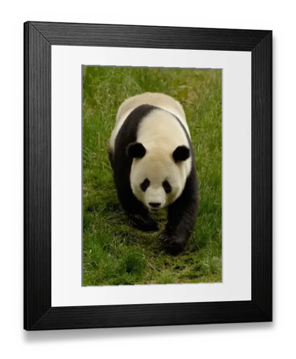 Framed Print : Asia, China Framed Print : Asia, China