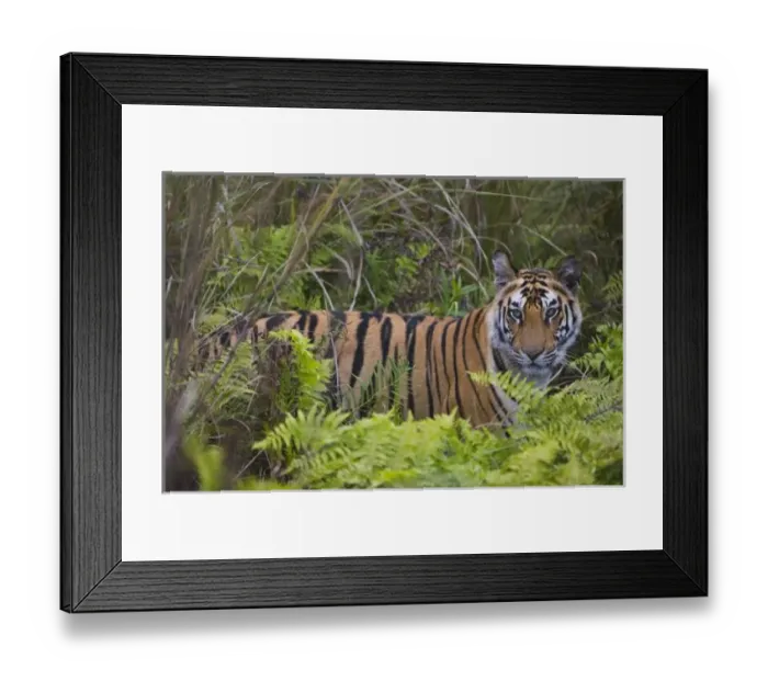 Framed Print : 17 months old Bengal Framed Print : 17 months old Bengal