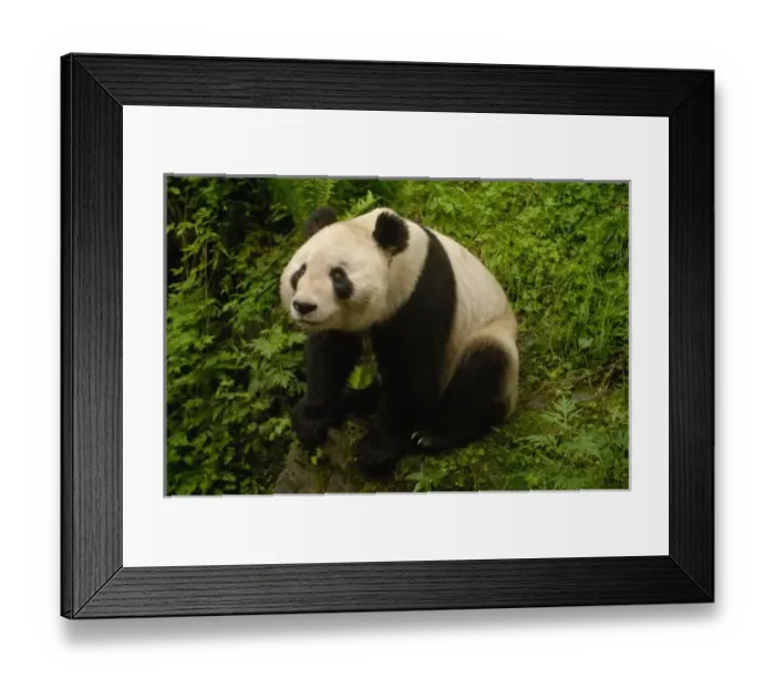 Framed Print : Giant panda (Ailuropoda melanoleuca) Family: Ailuropodidae. Wolong China Conservation Framed Print : Giant panda (Ailuropoda melanoleuca) Family: Ailuropodidae. Wolong China Conservation