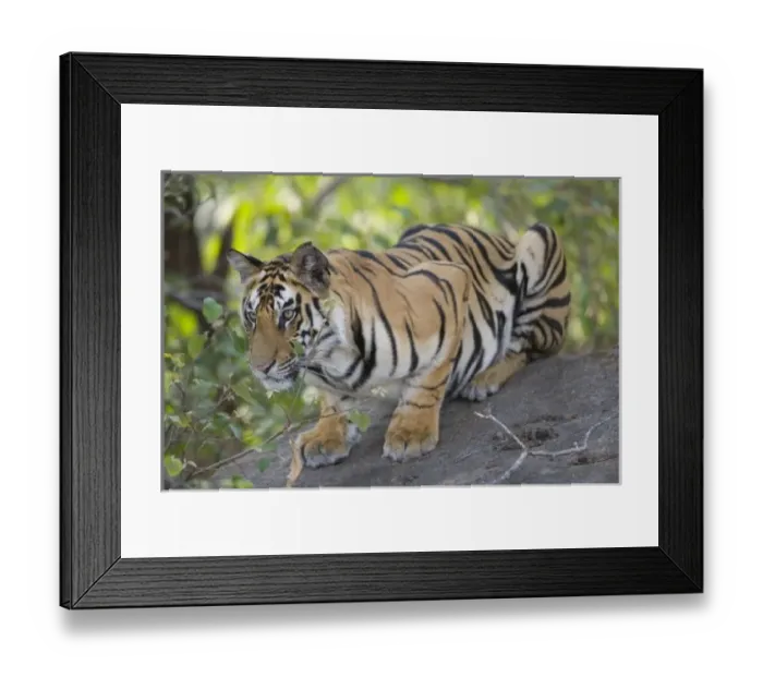 Framed Print : 17 months old Bengal Framed Print : 17 months old Bengal