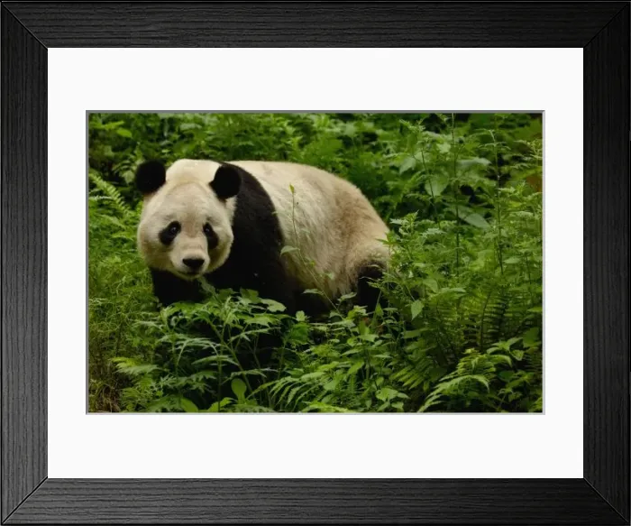 Framed Print : Giant panda (Ailuropoda melanoleuca) Family: Ailuropodidae. Wolong China Conservation