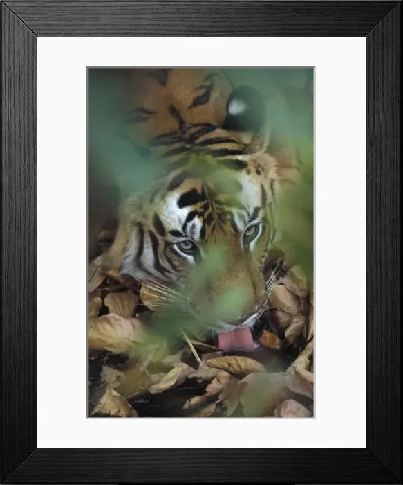 Framed Print : Asia, India, Bandhavagarth Framed Print : Asia, India, Bandhavagarth