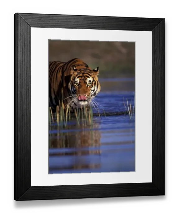 Framed Print : India. Bengal Tiger (Pathera tigris), captive Framed Print : India. Bengal Tiger (Pathera tigris), captive