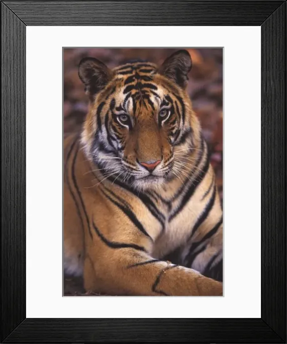 Framed Print : Asia, India, Bandhavgarth National Park, Portrait of a 20-month-old male tiger cub Framed Print : Asia, India, Bandhavgarth National Park, Portrait of a 20-month-old male tiger cub