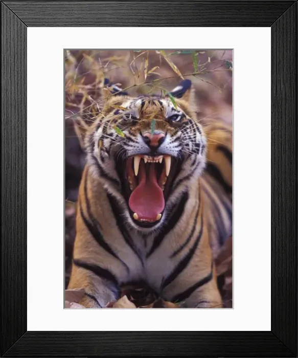 Framed Print : Asia, India, Bandhavagarth National Park, A 20-month-old male tiger cub yawning (Bathan) Framed Print : Asia, India, Bandhavagarth National Park, A 20-month-old male tiger cub yawning (Bathan)