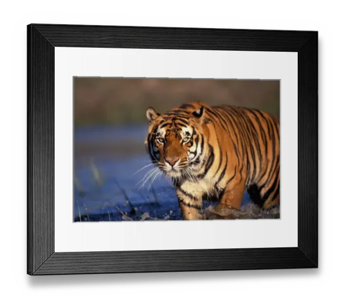 Framed Print : ASIA, India, Bengal Tiger (Panthera tigris) Framed Print : ASIA, India, Bengal Tiger (Panthera tigris)