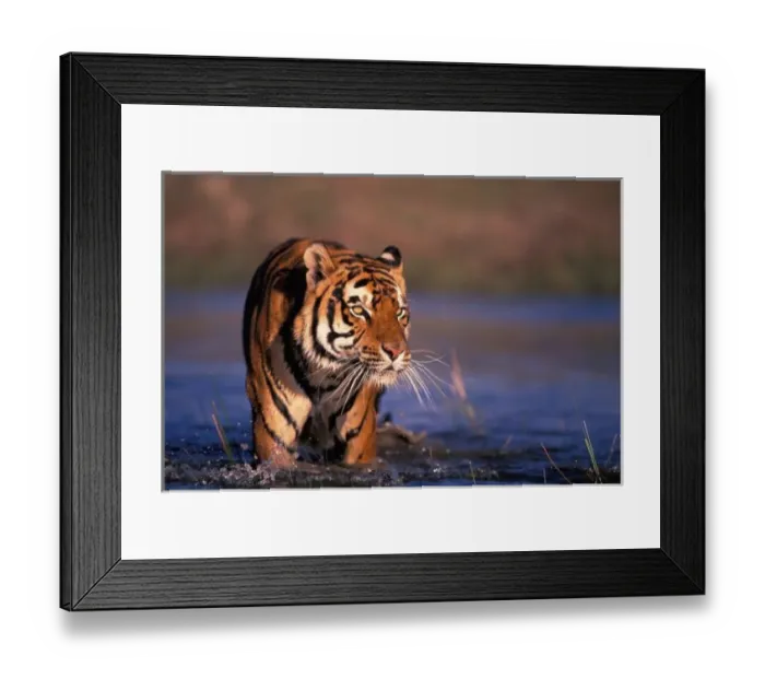 Framed Print : Asia, India, Bengal tiger (Panthera tigris); captive Framed Print : Asia, India, Bengal tiger (Panthera tigris); captive