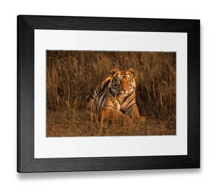 Framed Print : Asia, India, Bandhavgarh National Park. Tiger (Panthera tigris)