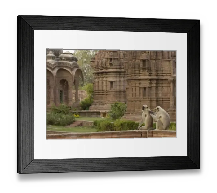 Framed Print : Hanuman Langurs or Black-faced, Common or Grey Langur (Presbytis entellus) in Mandore