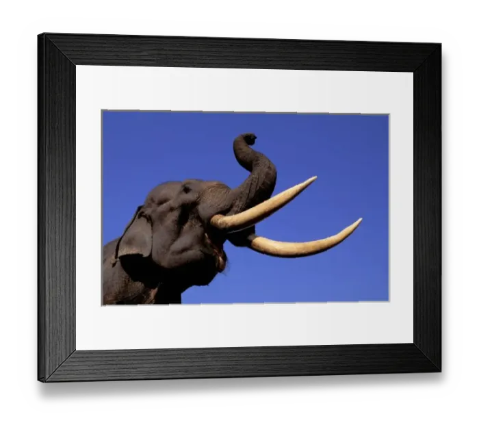 Framed Print : Asia, India, Kaziranga National Park, Assam. Indian Elephant (Elephas maximus) Framed Print : Asia, India, Kaziranga National Park, Assam. Indian Elephant (Elephas maximus)