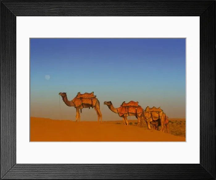 Framed Print : Thar desert, Rajasthan India. Camels along the sandunes at moon rise in the Thar desert