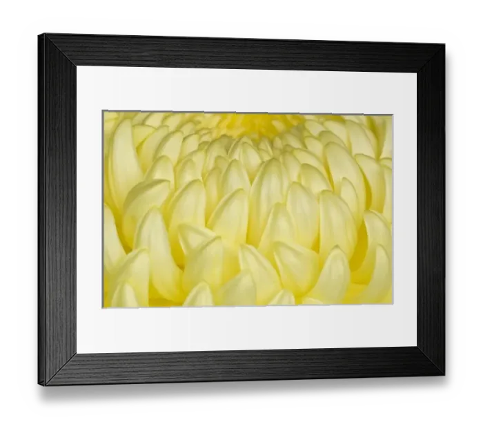 Framed Print : Japan, Mie, Ise Shrine, Chrysanthemum