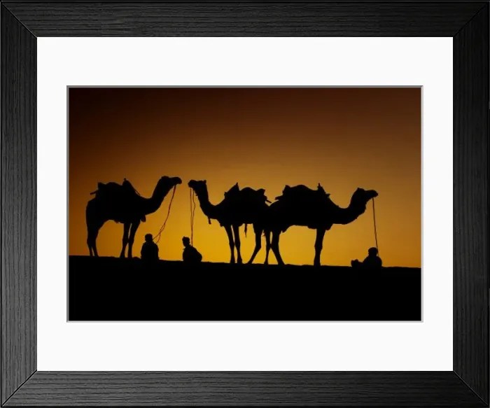 Framed Print : Ragasthan, India, Indian sub-continent, Young men resting with their camel at sunset Framed Print : Ragasthan, India, Indian sub-continent, Young men resting with their camel at sunset