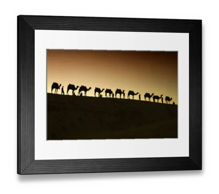 Framed Print : Unknown. A group of camel herders with their camels at sunset on the sandunes in Jalsalmer Framed Print : Unknown. A group of camel herders with their camels at sunset on the sandunes in Jalsalmer
