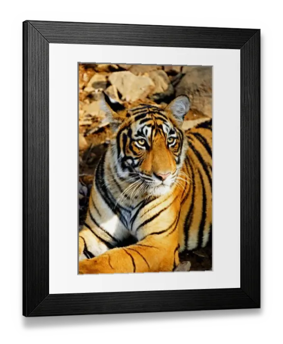 Framed Print : India, Sawai Madhopur Framed Print : India, Sawai Madhopur