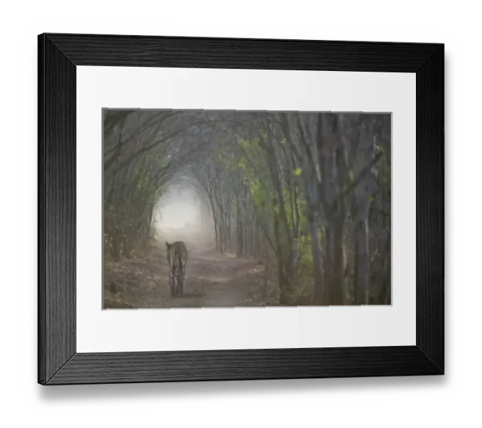 Framed Print : Bengal Tiger in Framed Print : Bengal Tiger in