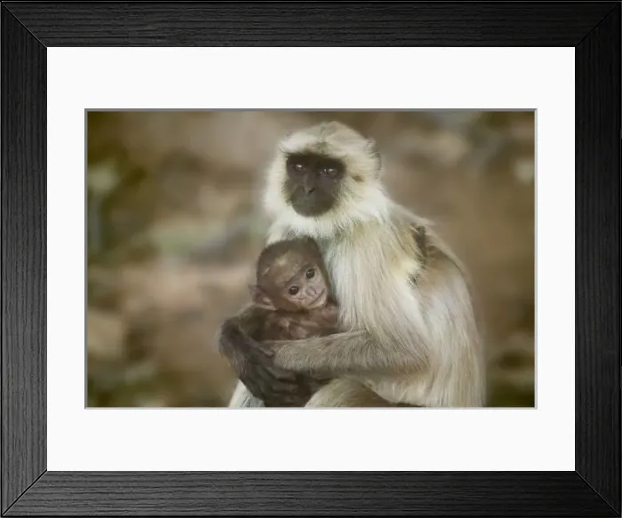 Framed Print : Black-face Langurs Framed Print : Black-face Langurs