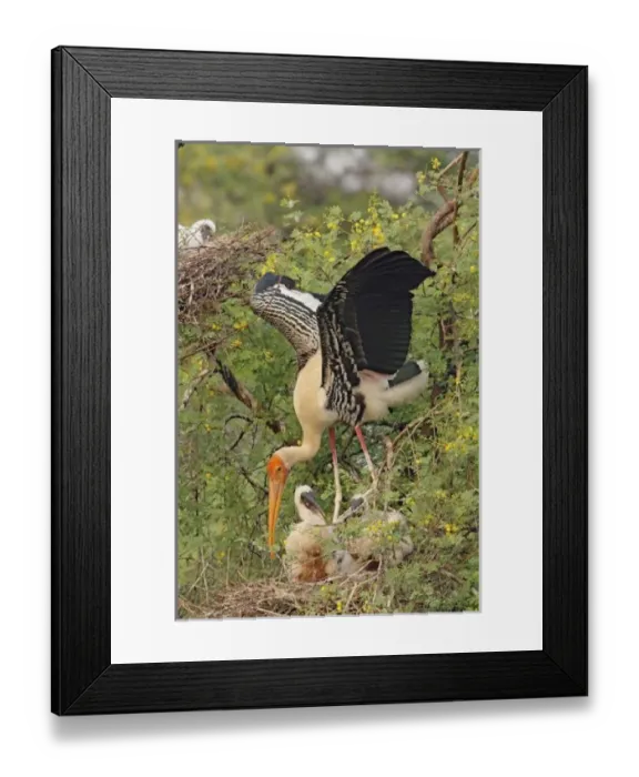 Framed Print : Painted Stork Framed Print : Painted Stork