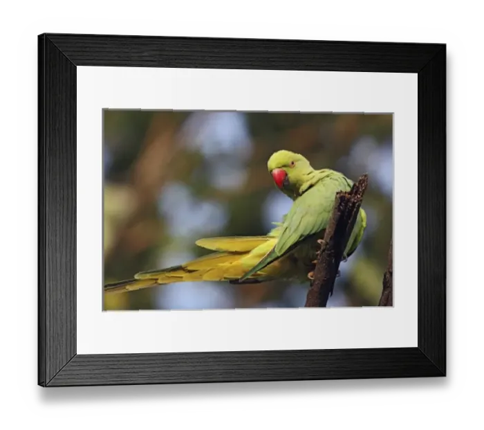 Framed Print : Asia, India Framed Print : Asia, India