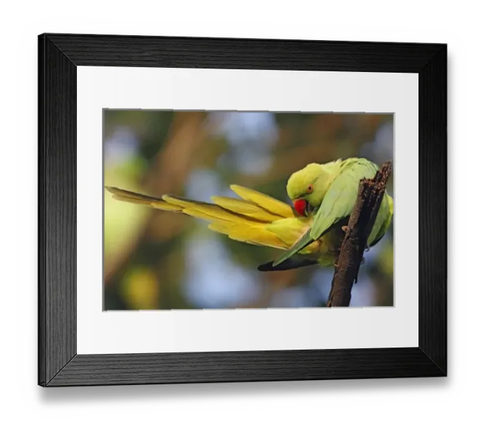 Framed Print : Roseringed Parakeet Framed Print : Roseringed Parakeet