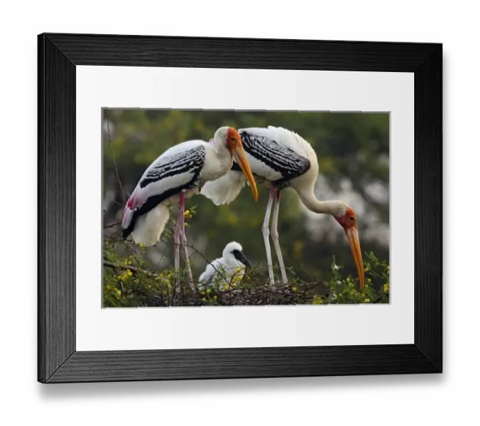 Framed Print : Painted Storks Framed Print : Painted Storks