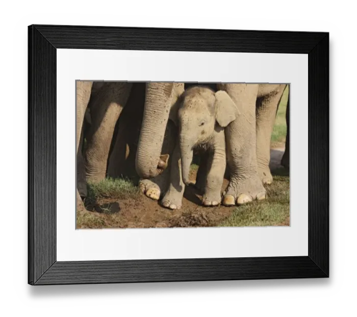 Framed Print : Indian Elephant Framed Print : Indian Elephant