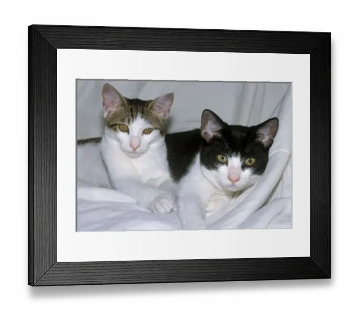 Framed Print : Domestic Cats Playing