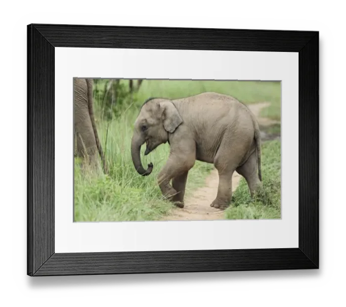 Framed Print : Asia, India Framed Print : Asia, India