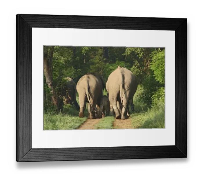 Framed Print : Asia, India Framed Print : Asia, India