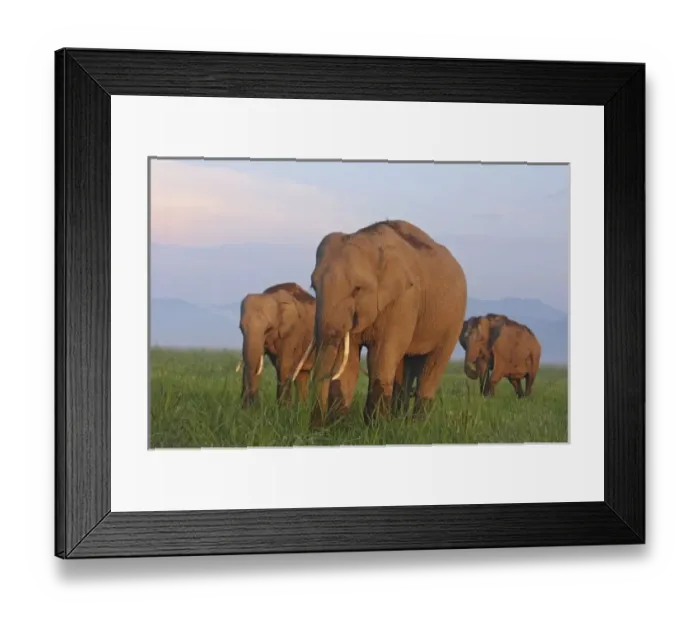 Framed Print : Indian Elephants in the grassland, Corbett National Park, India Framed Print : Indian Elephants in the grassland, Corbett National Park, India
