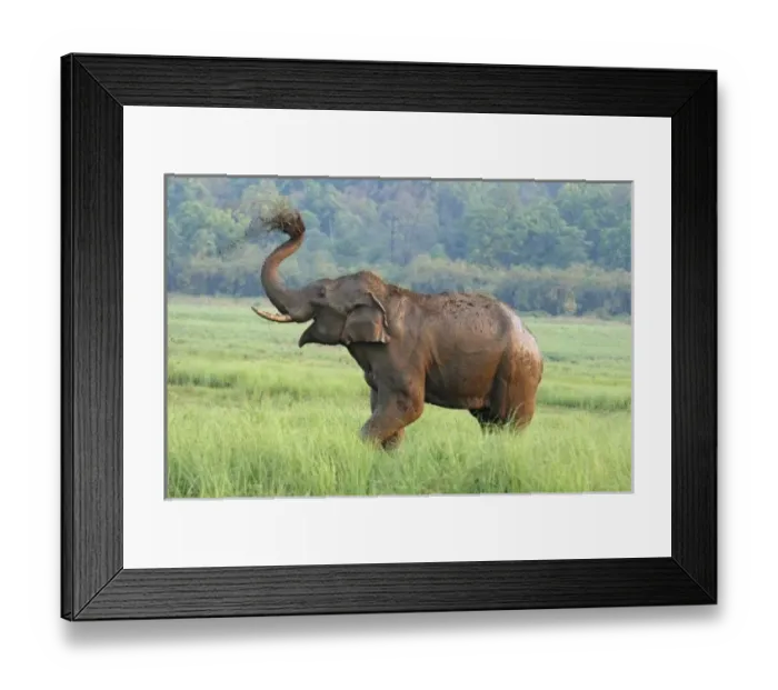 Framed Print : Indian Elephant Framed Print : Indian Elephant