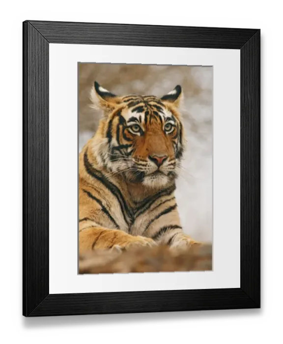 Framed Print : Royal Bengal Tiger Framed Print : Royal Bengal Tiger