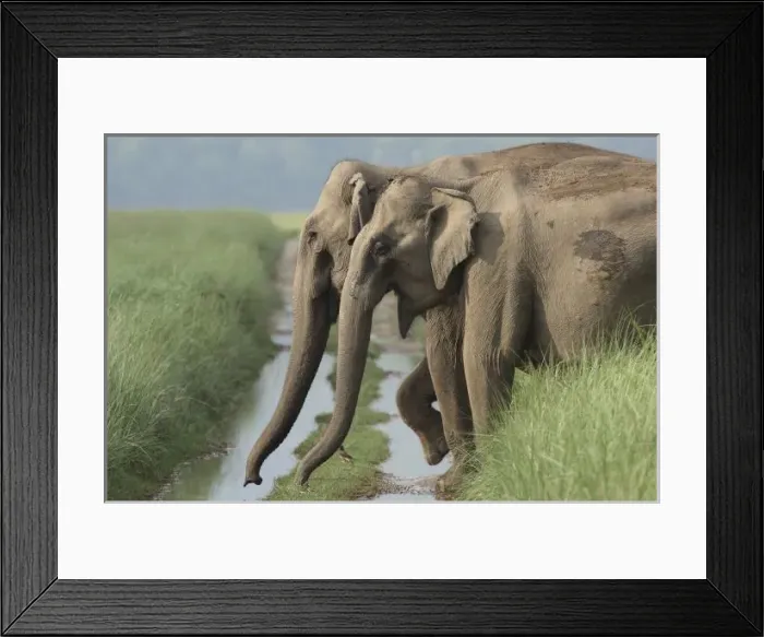 Framed Print : Indian Elephants Framed Print : Indian Elephants