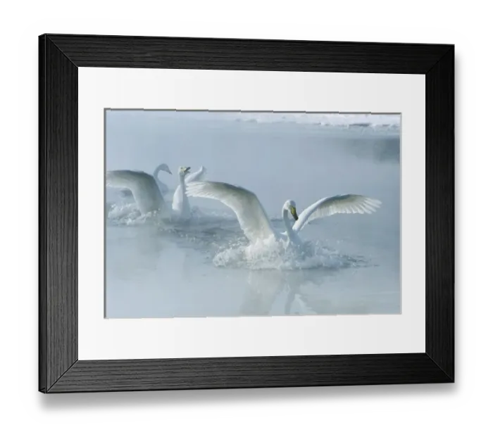 Framed Print : Asia, Japan, Hokkaido, Akan NP, Kussharo Lake, Whopper Swans (Cygnus cygnus)