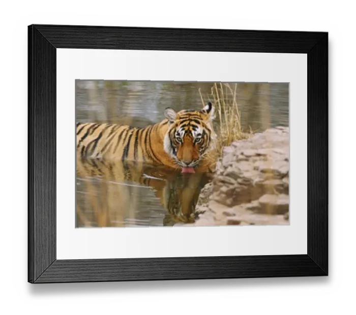 Framed Print : Royal Bengal Tiger