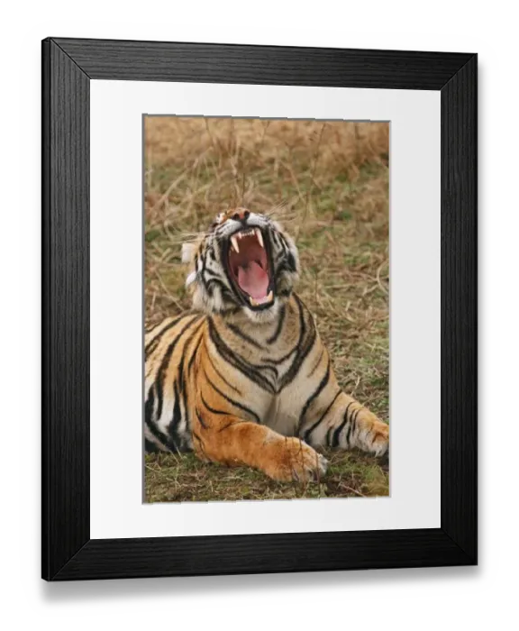 Framed Print : Asia, India Framed Print : Asia, India
