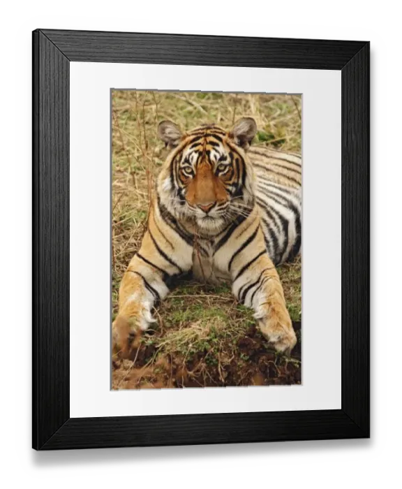 Framed Print : Asia, India Framed Print : Asia, India
