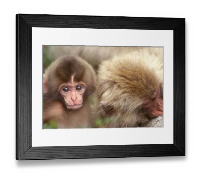 Framed Print : Asia, Japan, Nagano, Jigokudani, Snow Monkey Mother and Baby (Macaca fuscata) Framed Print : Asia, Japan, Nagano, Jigokudani, Snow Monkey Mother and Baby (Macaca fuscata)
